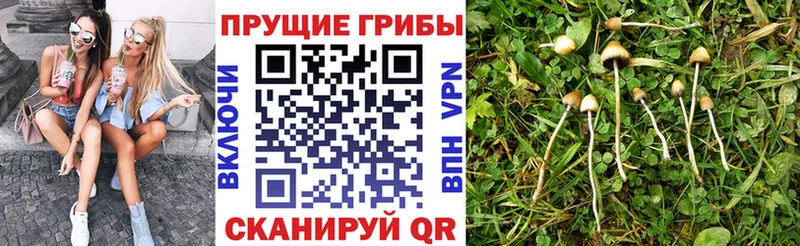 Галлюциногенные грибы ЛСД  где найти наркотики  сайты даркнета официальный сайт  Тихвин  ОМГ ОМГ как войти 
